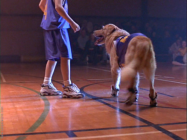 Picture of Kevin Zegers in Air Bud - kevinz_1186239571.jpg | Teen Idols ...