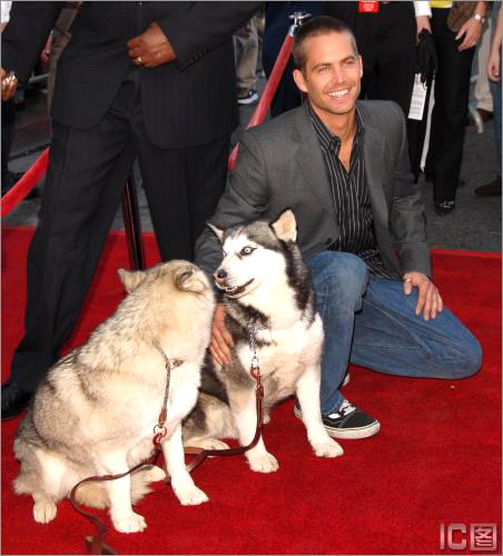 General photo of Paul Walker