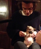 Harry Styles : harry-styles-1428173342.jpg