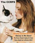 Christy Carlson Romano : christy-carlson-romano-1325824695.jpg